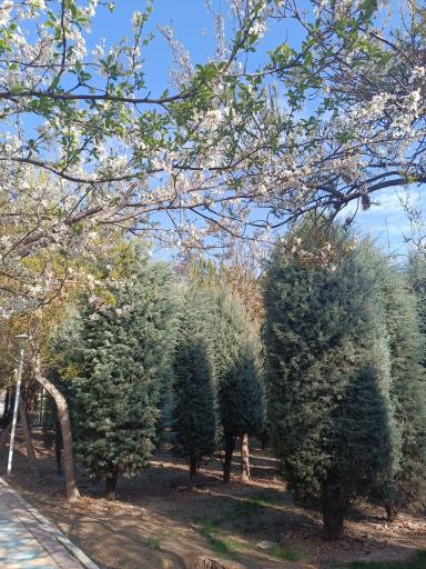 عکس بوستان خیابان ۲۰۶