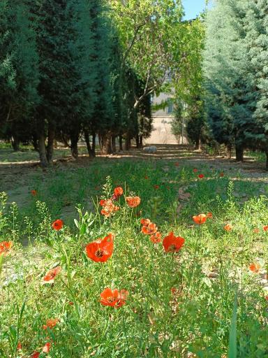عکس بوستان خیابان ۲۰۶