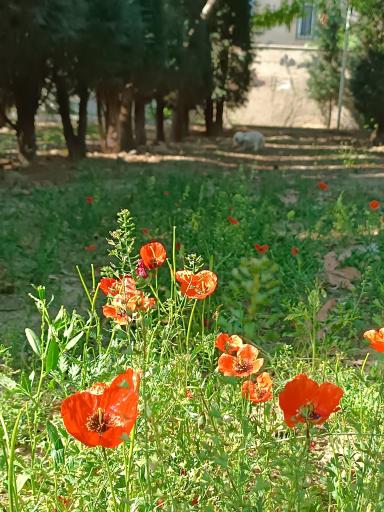 عکس بوستان خیابان ۲۰۶