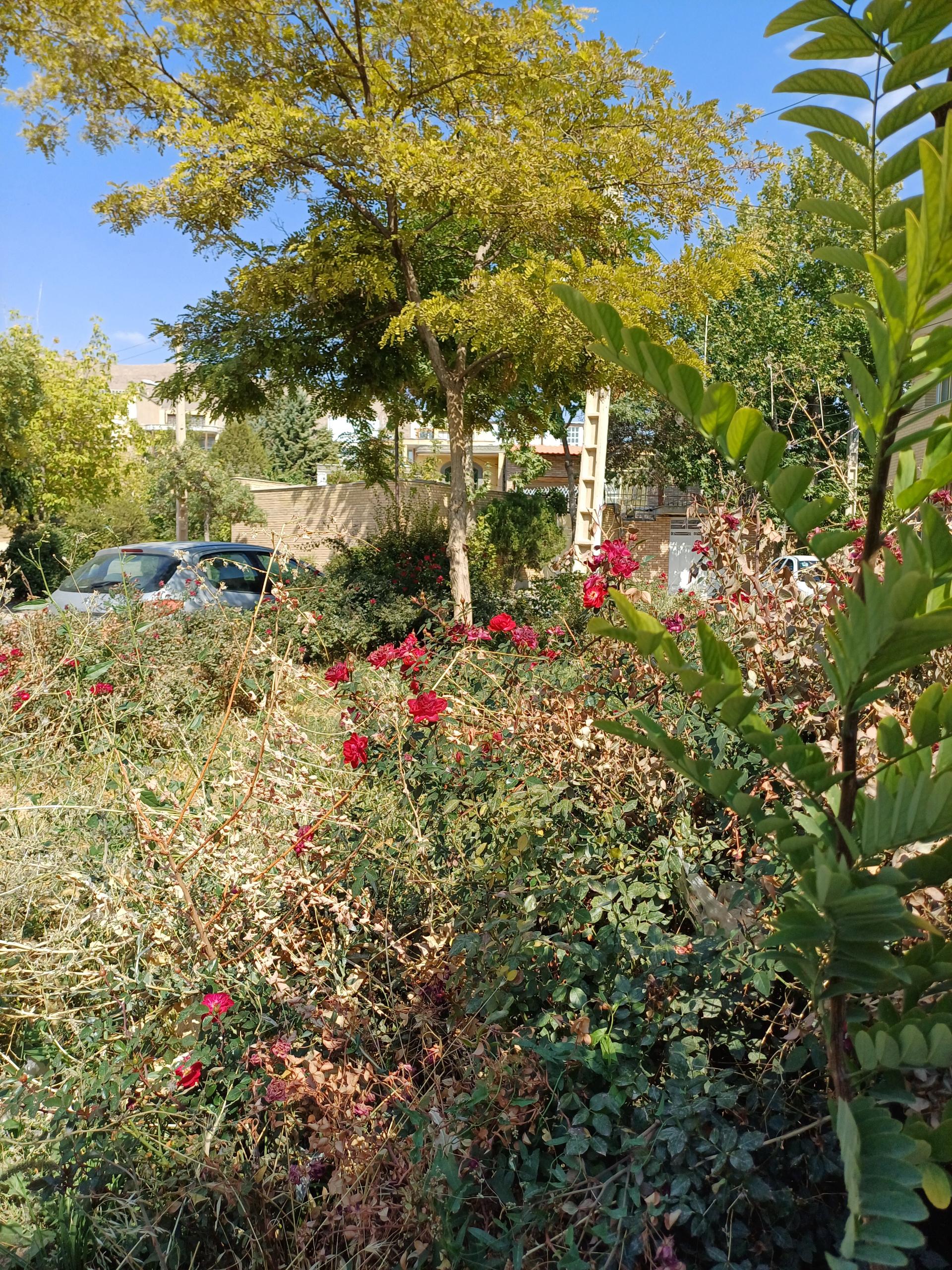 عکس فضای سبز