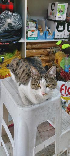 عکس پت شاپ لُپیدو