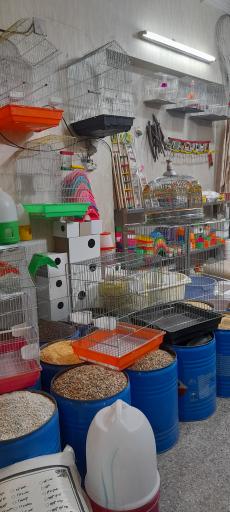 عکس پرنده و غذای پرندگان سبحان