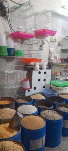 عکس پرنده و غذای پرندگان سبحان