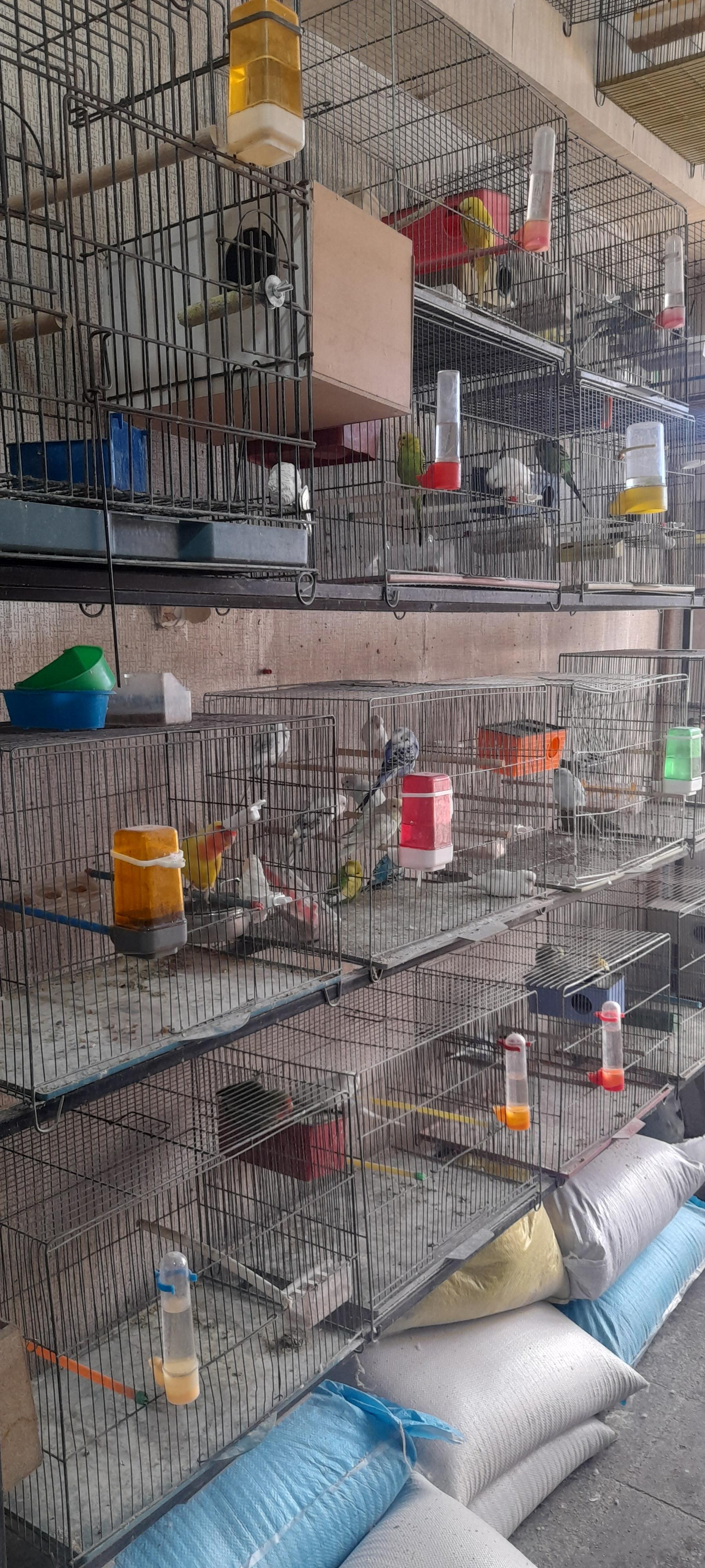 عکس پرنده و غذای پرندگان سبحان