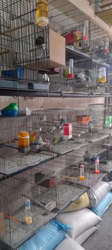 عکس پرنده و غذای پرندگان سبحان