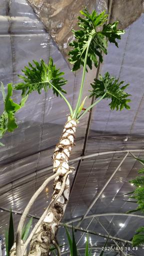 عکس گلسرای آنا