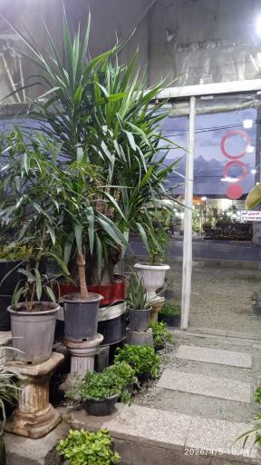 عکس گلسرای آنا