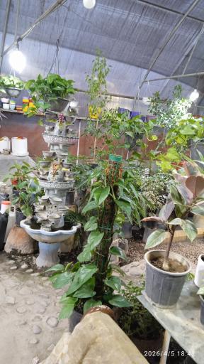 عکس گلسرای آنا