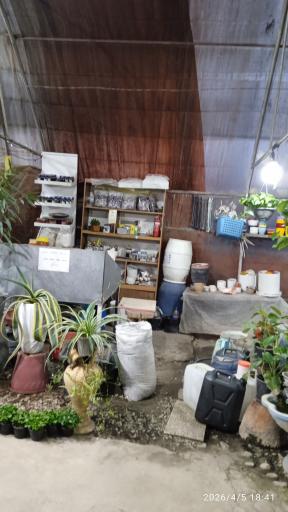 گلسرای آنا