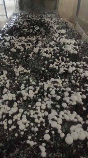 عکس پرورش قارچ سلیمانی