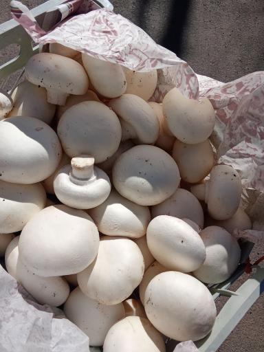 عکس پرورش قارچ سلیمانی