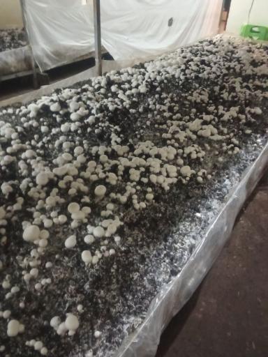 عکس پرورش قارچ سلیمانی