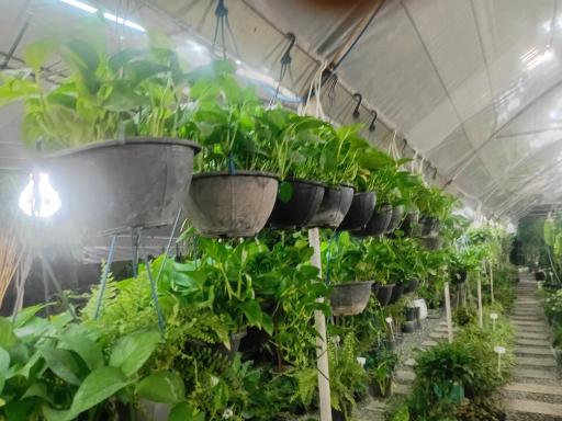 عکس گل سرای آنا