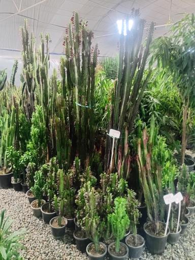 عکس گل سرای آنا