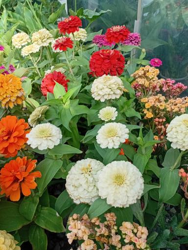 عکس گل سرای آنا
