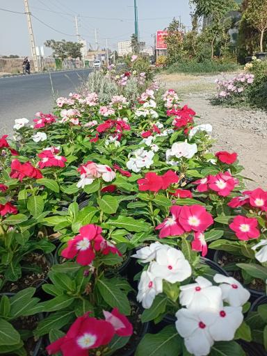 عکس گل سرای آنا