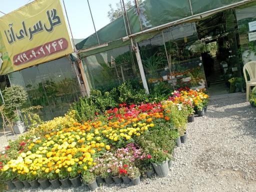 عکس گل سرای آنا