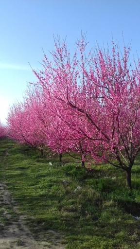 عکس سرپل ذهاب