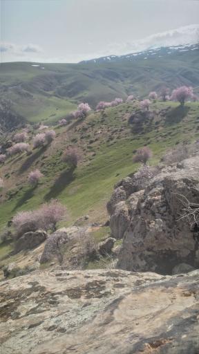عکس اشنویه