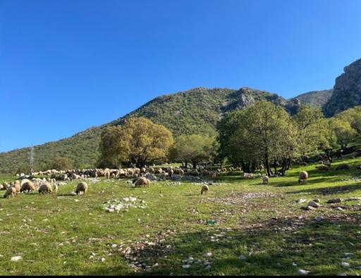 عکس سرپل ذهاب