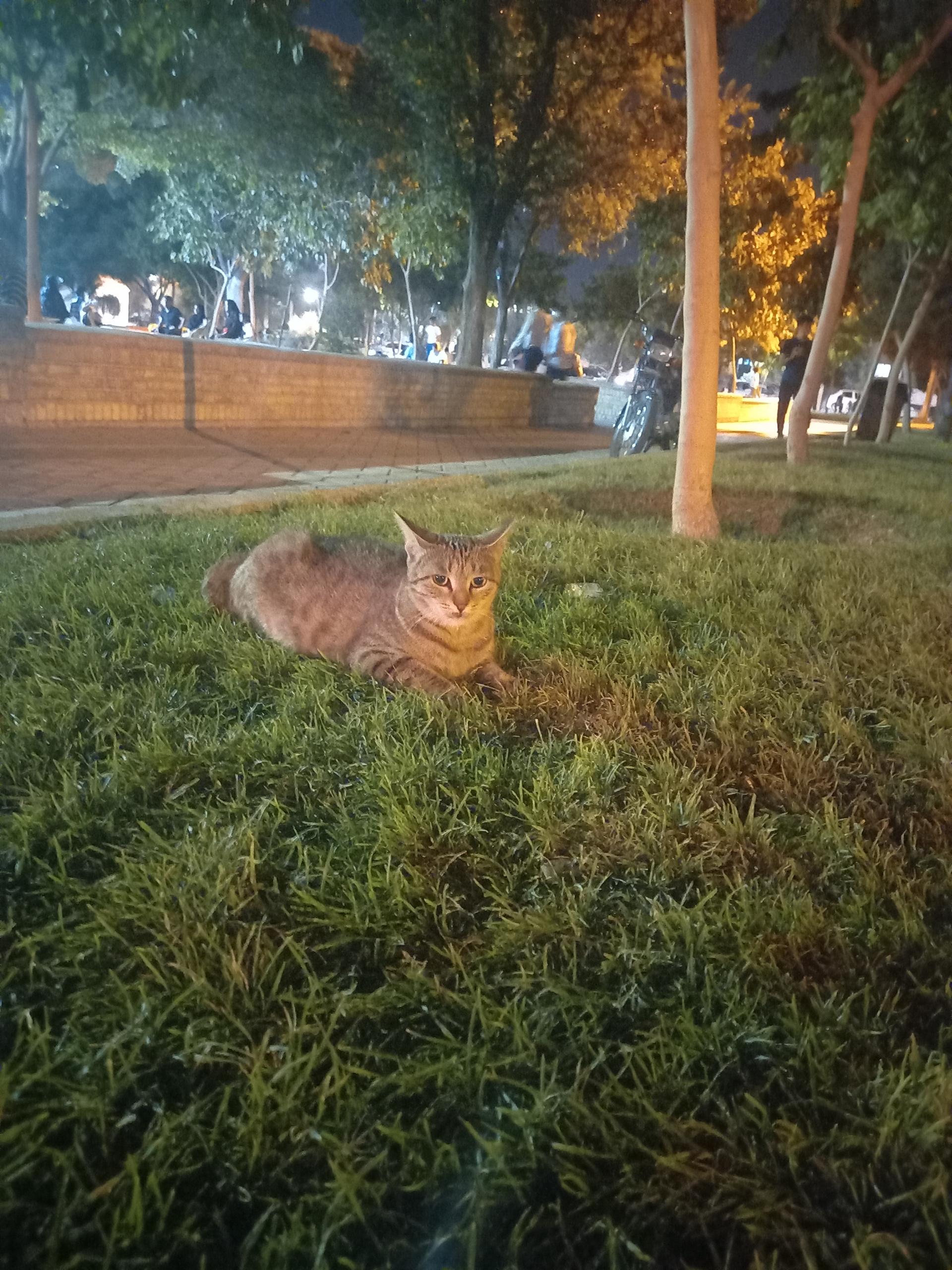 عکس بوستان یاس