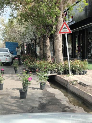 عکس نجلاء گل