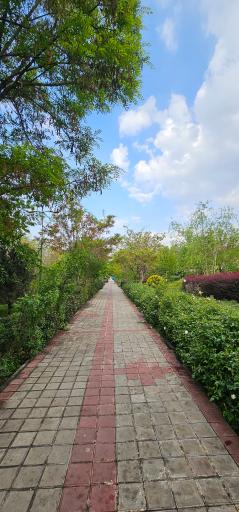 عکس بوستان صنوبر
