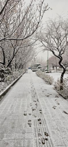 عکس بوستان صنوبر
