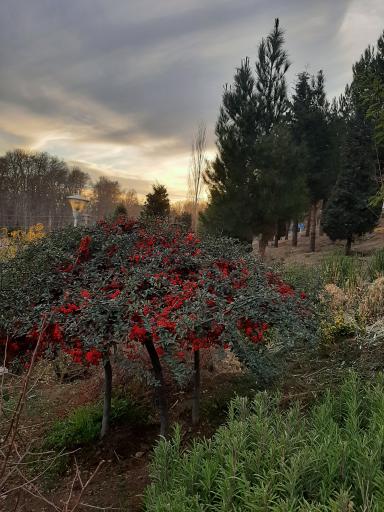 عکس پارک هما