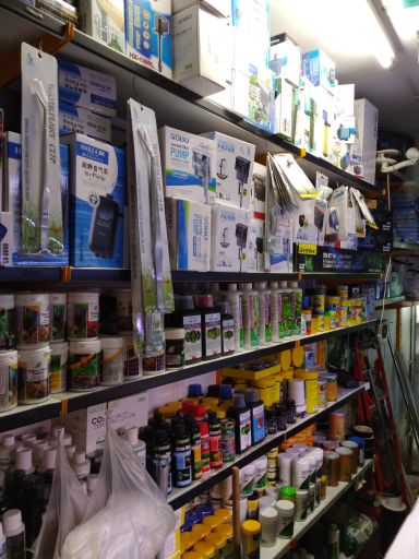 عکس آکواریوم آنجل