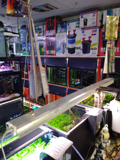 عکس آکواریوم آنجل