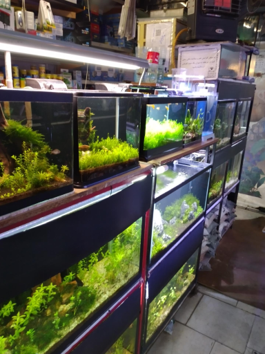 عکس آکواریوم آنجل