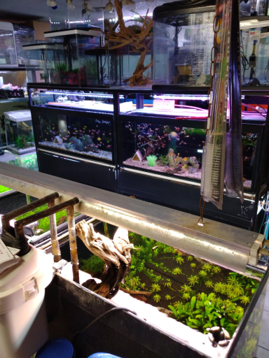 عکس آکواریوم آنجل