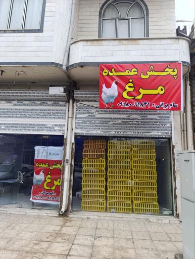 عکس پخش مرغ براتی
