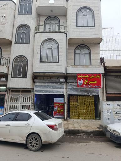 عکس پخش مرغ براتی