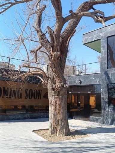 عکس بوستان انارستان