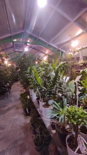 عکس کلینیک گل و گیاه یاسین 