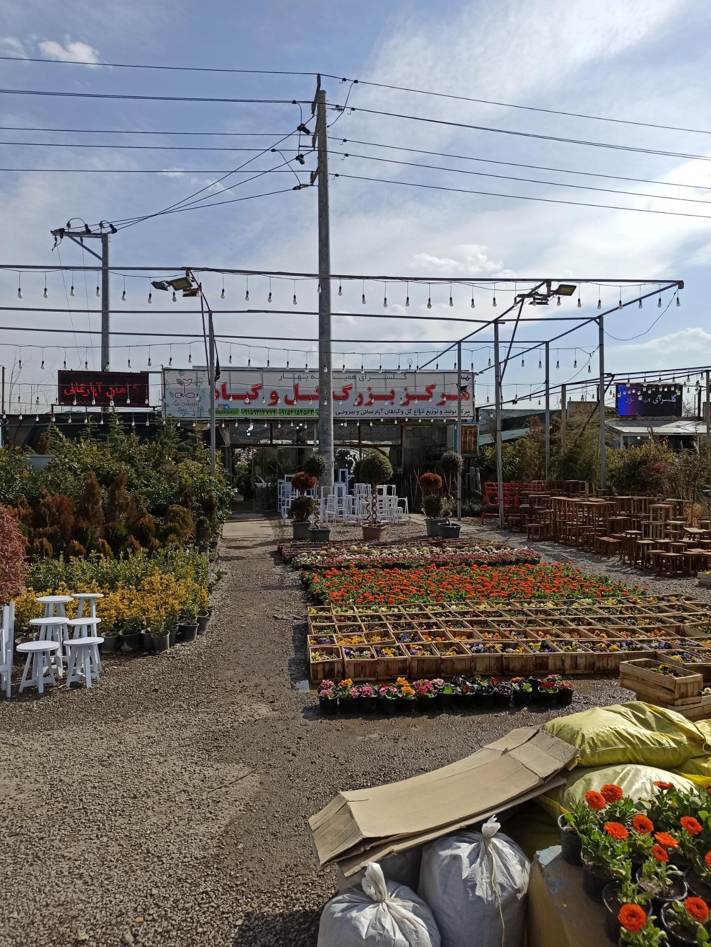 عکس گلسرای همیشه بهار