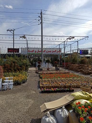 عکس گلسرای همیشه بهار