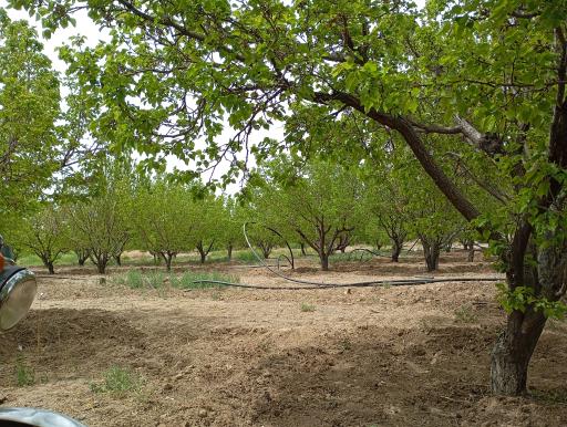 عکس فراغه