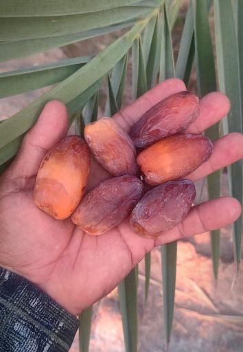 عکس جنت شهر