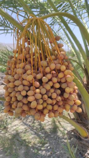 عکس جنت شهر