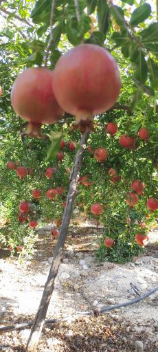 عکس جنت شهر