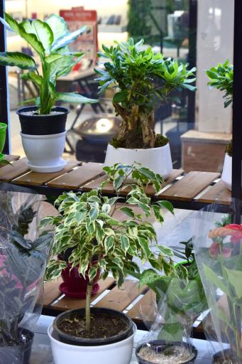 عکس گل فروشی بلو رز