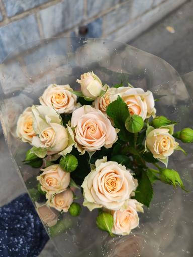 عکس گلسرای اریکا