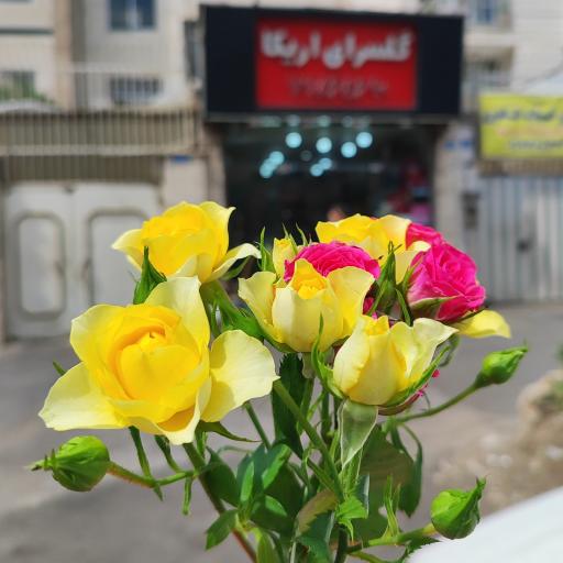 عکس گلسرای اریکا