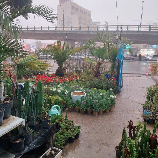 عکس گل فروشی مراد