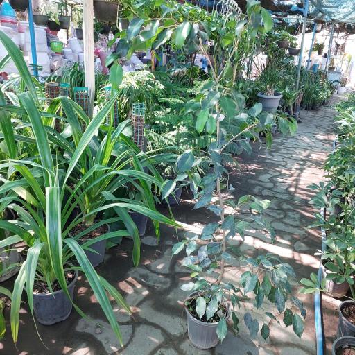 عکس گل فروشی مراد