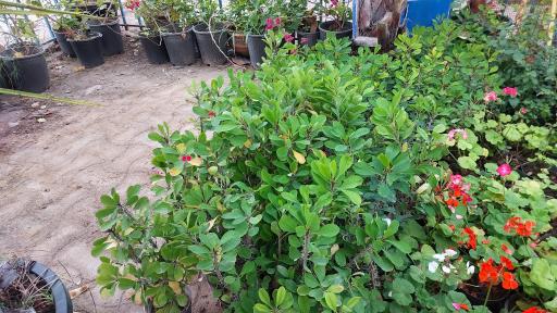 گل فروشی مراد