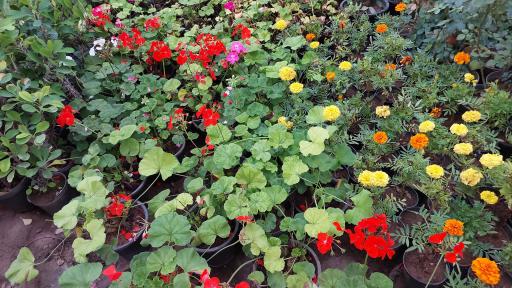 گل فروشی مراد